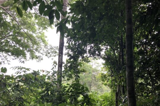 Envisioning a Forest / Imaginar uma Floresta