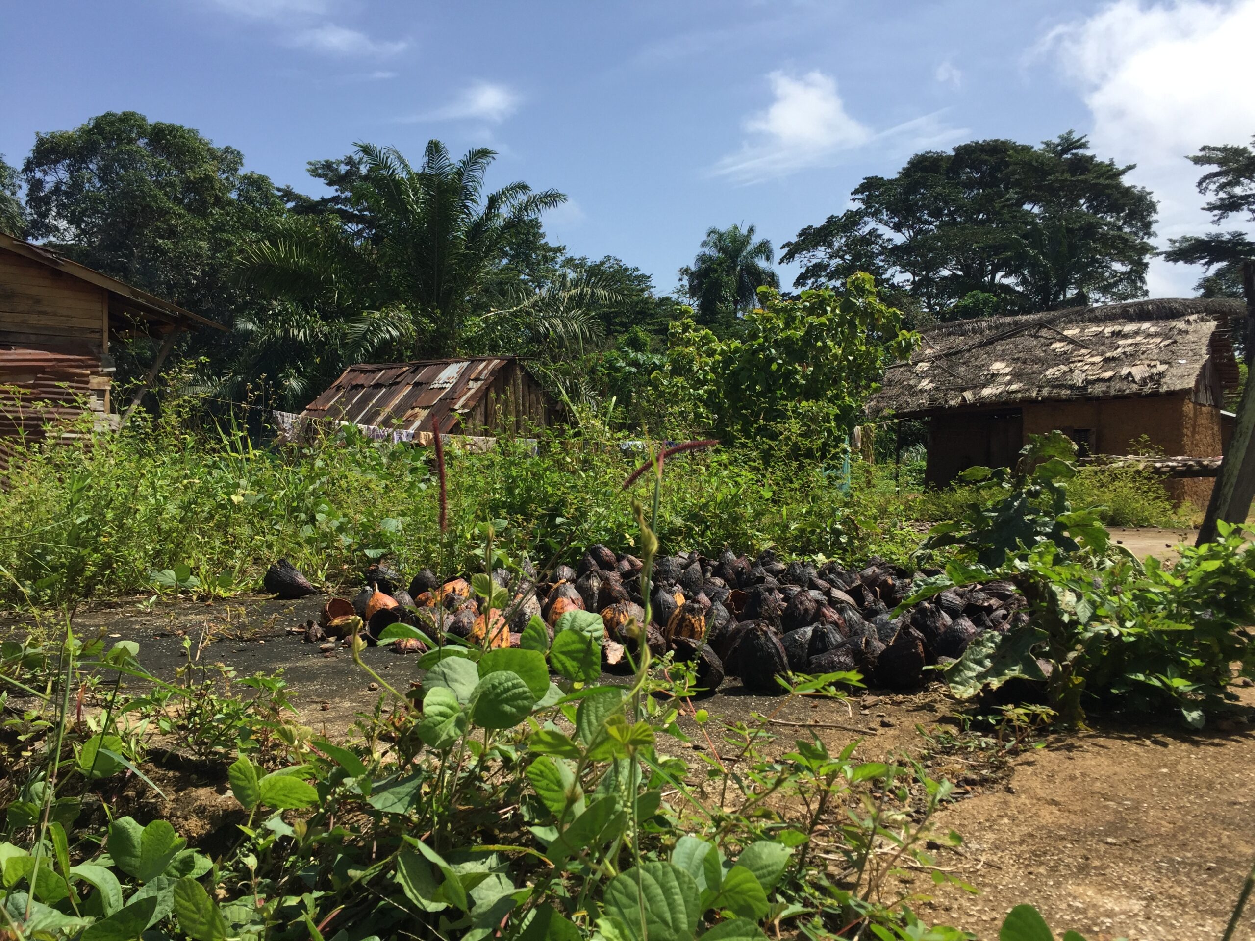 Desafios na Conservação da Biodiversidade em ambientes antropogénicos